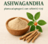 Ashwagandha – planta adaptogenă care schimbă vieți